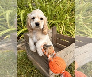 Cocker Spaniel Puppy for Sale in MIDDLEBURY, Indiana USA