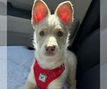 Small #8 Huskies -Labrador Retriever Mix