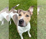 Small #1 American Pit Bull Terrier