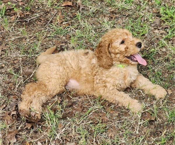 Medium Photo #3 Goldendoodle Puppy For Sale in WACO, TX, USA
