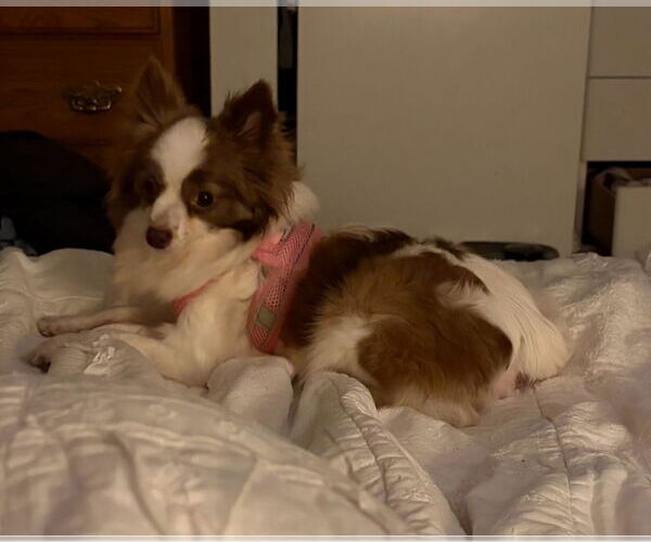 Medium Photo #1 Chihuahua Puppy For Sale in Walnutport, PA, USA