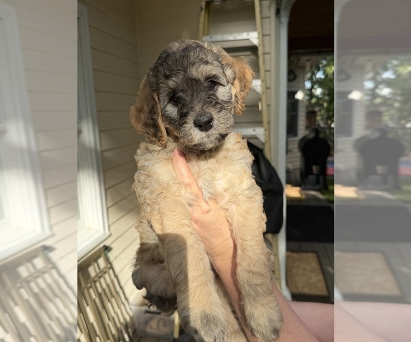 Medium Photo #1 Goldendoodle Puppy For Sale in CORVALLIS, OR, USA