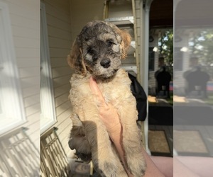 Medium Goldendoodle