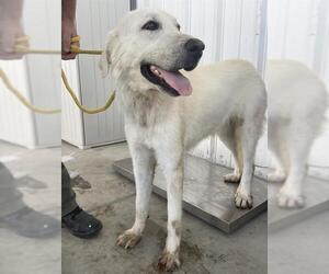 Great Pyrenees Dogs for adoption in Bakersfield, CA, USA