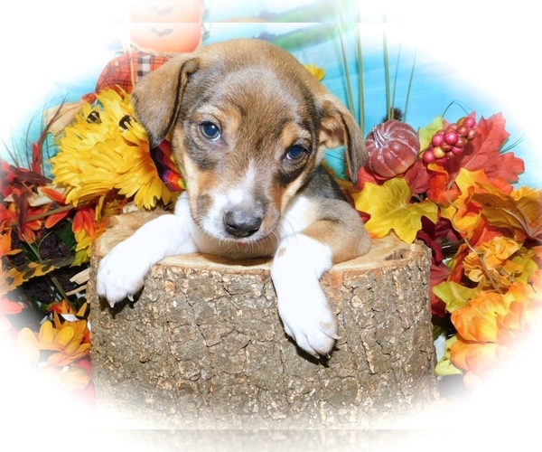 Medium Photo #6 Border-Aussie-Jack-Rat Terrier Mix Puppy For Sale in HAMMOND, IN, USA