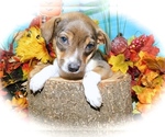 Small Photo #6 Border-Aussie-Jack-Rat Terrier Mix Puppy For Sale in HAMMOND, IN, USA