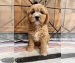 Image preview for Ad Listing. Nickname: Romeo