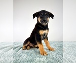 Small #2 Cattledog Shepherd