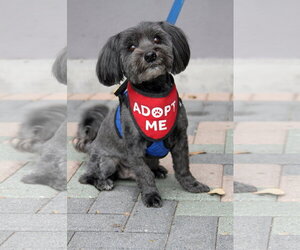 Chewie - Male Mal-Shi Dog for Adoption - Photo #3