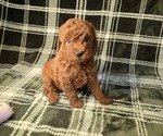 Puppy Maple Poodle (Miniature)
