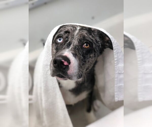 Medium Photo #2 Aussie Siberian Puppy For Sale in Miami, FL, USA