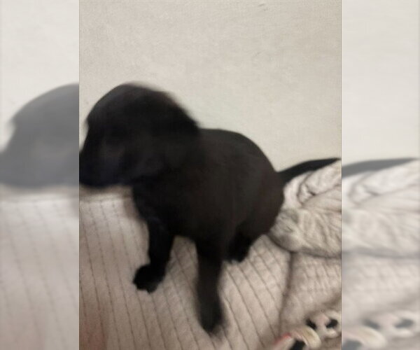 Medium Photo #1 Labrador Retriever-Unknown Mix Puppy For Sale in Stockton, CA, USA