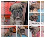 Small Photo #32 French Bulldog Puppy For Sale in MCKINLEYVILLE, CA, USA