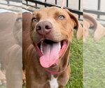 Small #5 American Staffordshire Terrier-Weimaraner Mix
