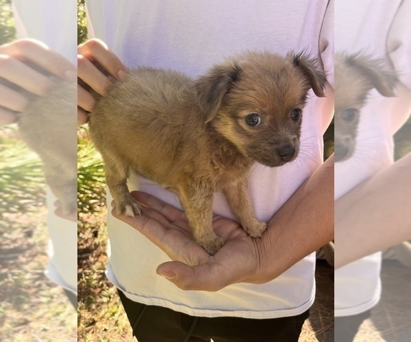 Medium Photo #3 Chihuahua-Chorkie Mix Puppy For Sale in SAINT AUGUSTINE, FL, USA