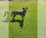Small American Pit Bull Terrier-German Shepherd Dog Mix