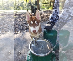 Siberian Husky Puppy for sale in KISSIMMEE, FL, USA
