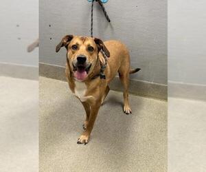 Labrador Retriever-Unknown Mix Dogs for adoption in Las Vegas, NV, USA