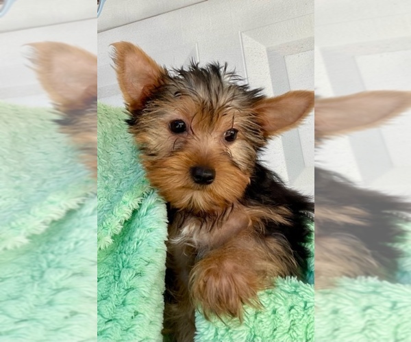Medium Photo #5 Yorkshire Terrier Puppy For Sale in MADEIRA BEACH, FL, USA