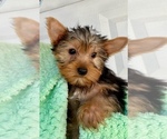 Small Photo #5 Yorkshire Terrier Puppy For Sale in MADEIRA BEACH, FL, USA
