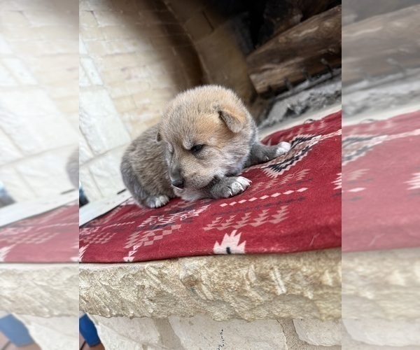 Medium Photo #4 German Shepherd Dog-Wolf Hybrid Mix Puppy For Sale in HAMILTON, TX, USA