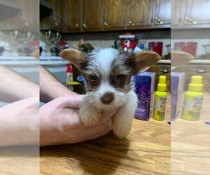 Yorkshire Terrier Puppy for sale in LONDON, KY, USA