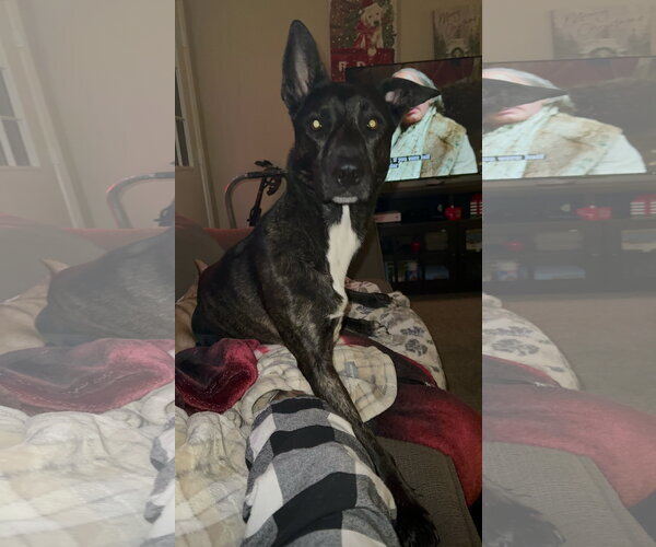 Medium Photo #3 Siberian Husky-Unknown Mix Puppy For Sale in Chandler, AZ, USA