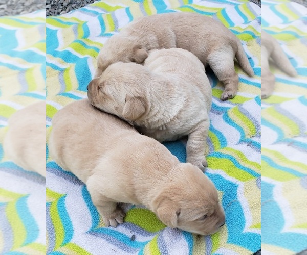 Medium Photo #98 Labrador Retriever Puppy For Sale in OLYMPIA, WA, USA