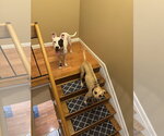 Small Photo #16 Black Mouth Cur-Labrador Retriever Mix Puppy For Sale in Rockaway, NJ, USA