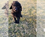 Small Photo #7 Labradoodle Puppy For Sale in AMARILLO, TX, USA