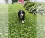 Small Photo #15 Bernese Mountain Dog Puppy For Sale in BRIDGEPORT, WV, USA