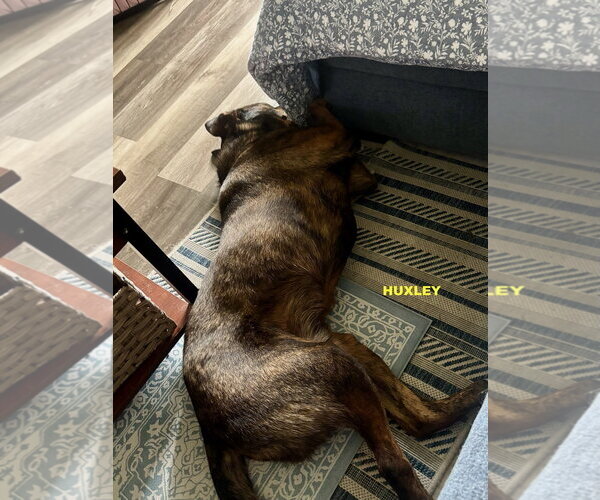 Medium Photo #3 Rottweiler-Unknown Mix Puppy For Sale in Woodland Hills, CA, USA