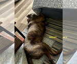 Small #2 Rottweiler Mix
