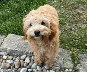 Mother of the Cavapoo-Poodle (Miniature) Mix puppies born on 10/15/2025