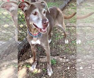 Lab-Pointer Dogs for adoption in Grovetown, GA, USA