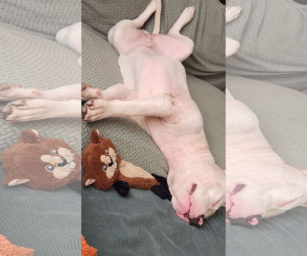 Medium Photo #24 Mutt Puppy For Sale in Philadelphia, PA, USA