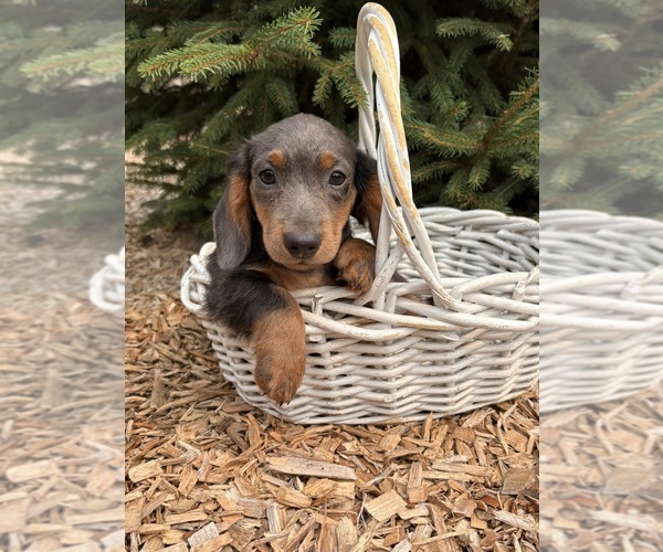 Medium Photo #3 Dachshund Puppy For Sale in MIDDLEBURY, IN, USA