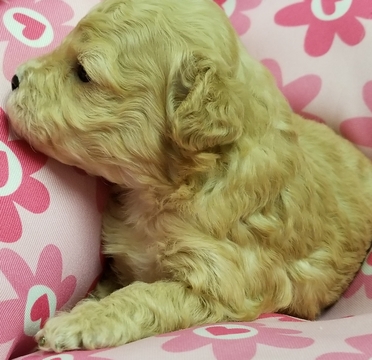 Medium Photo #2 Poodle (Miniature) Puppy For Sale in SHALLOTTE, NC, USA