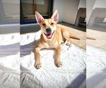 Small Photo #13 Mutt Puppy For Sale in Dana Point, CA, USA