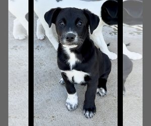 Australian Shepherd-Unknown Mix Dogs for adoption in Green Forest, AR, USA