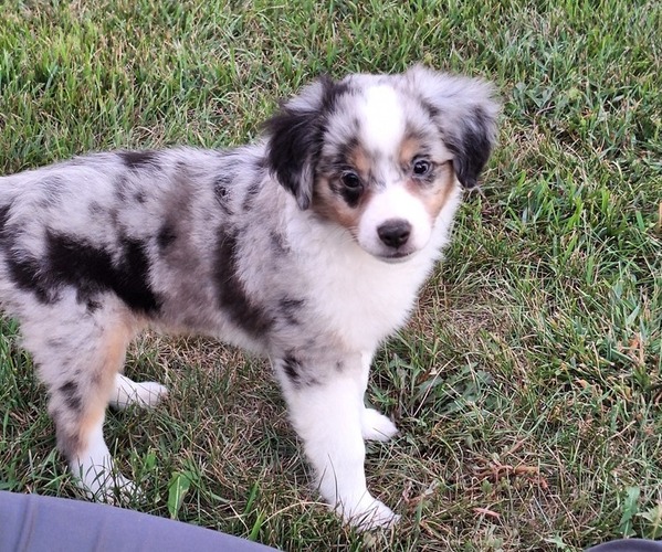 Medium Photo #1 Miniature Australian Shepherd Puppy For Sale in FAIRVIEW, SD, USA