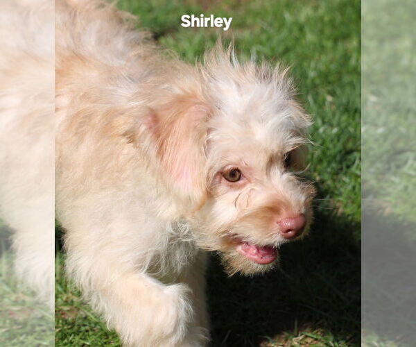 Medium Photo #1 Poocan Puppy For Sale in Aurora, IN, USA