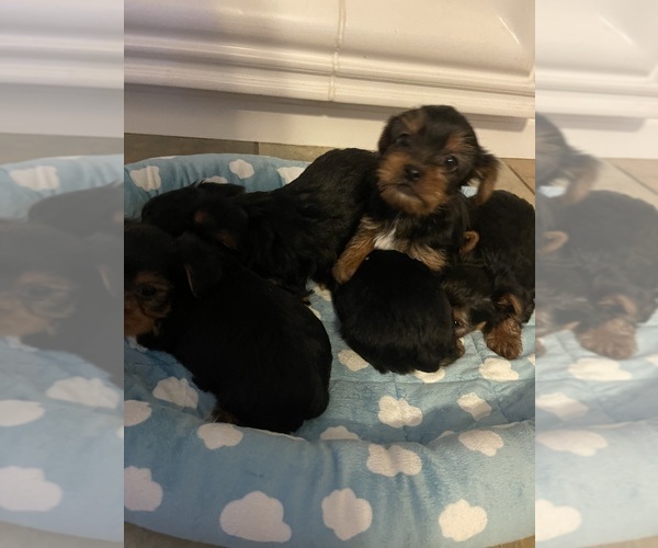 Medium Photo #1 Yorkshire Terrier Puppy For Sale in RANCHO CORDOVA, CA, USA