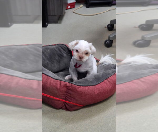 Medium Photo #1 Shih Tzu-Unknown Mix Puppy For Sale in South Bend, IN, USA
