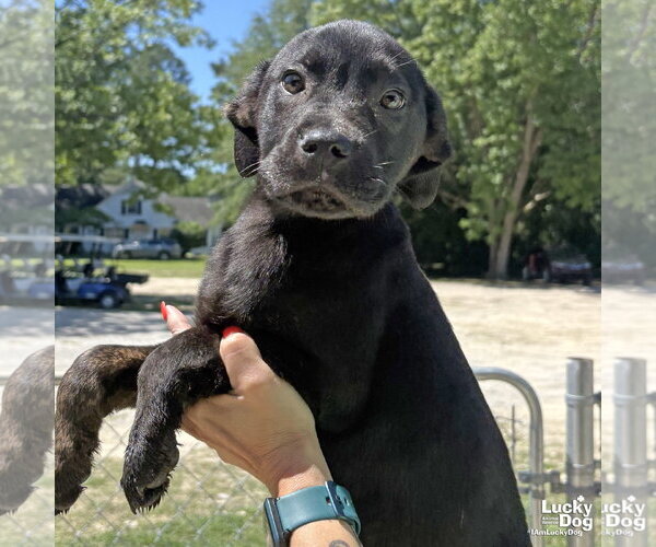 Medium Photo #2 Labrador Retriever-Unknown Mix Puppy For Sale in Washington, DC, USA