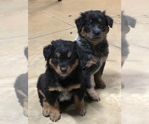 Australian Cattle Dog Puppy for sale in MADISON, NC, USA