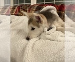 Small Photo #1 German Shepherd Dog-Siberian Husky Mix Puppy For Sale in COLUMBIA CITY, IN, USA