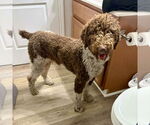 Small #1 Poodle (Standard) Mix