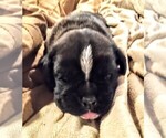 Small #1 Boxer