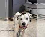 Small #4 Dalmatian-Labrador Retriever Mix